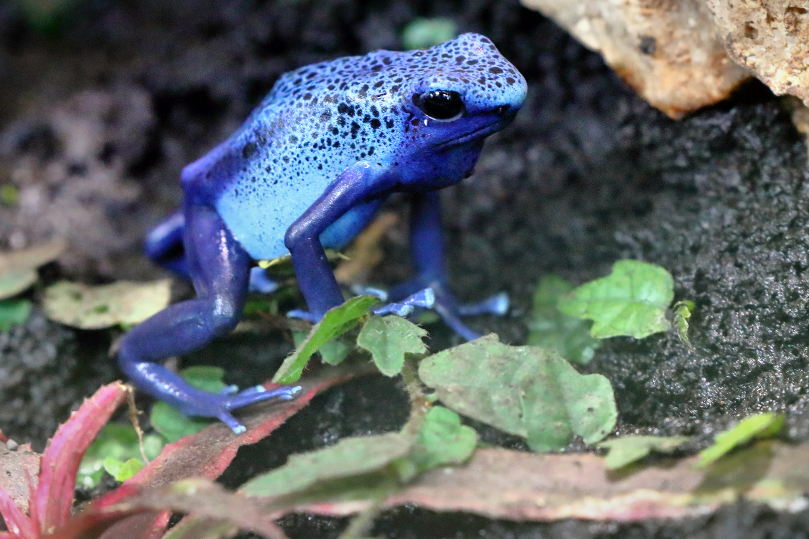 Azurblauer Pfeilgiftfrosch