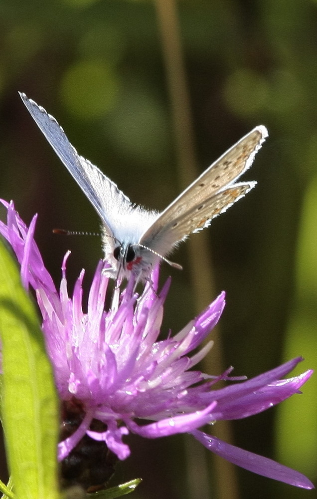 Azuré bleu céleste