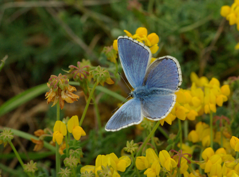 azuré bleu céleste (Lysandra bellargus)