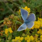 azuré bleu céleste (Lysandra bellargus)