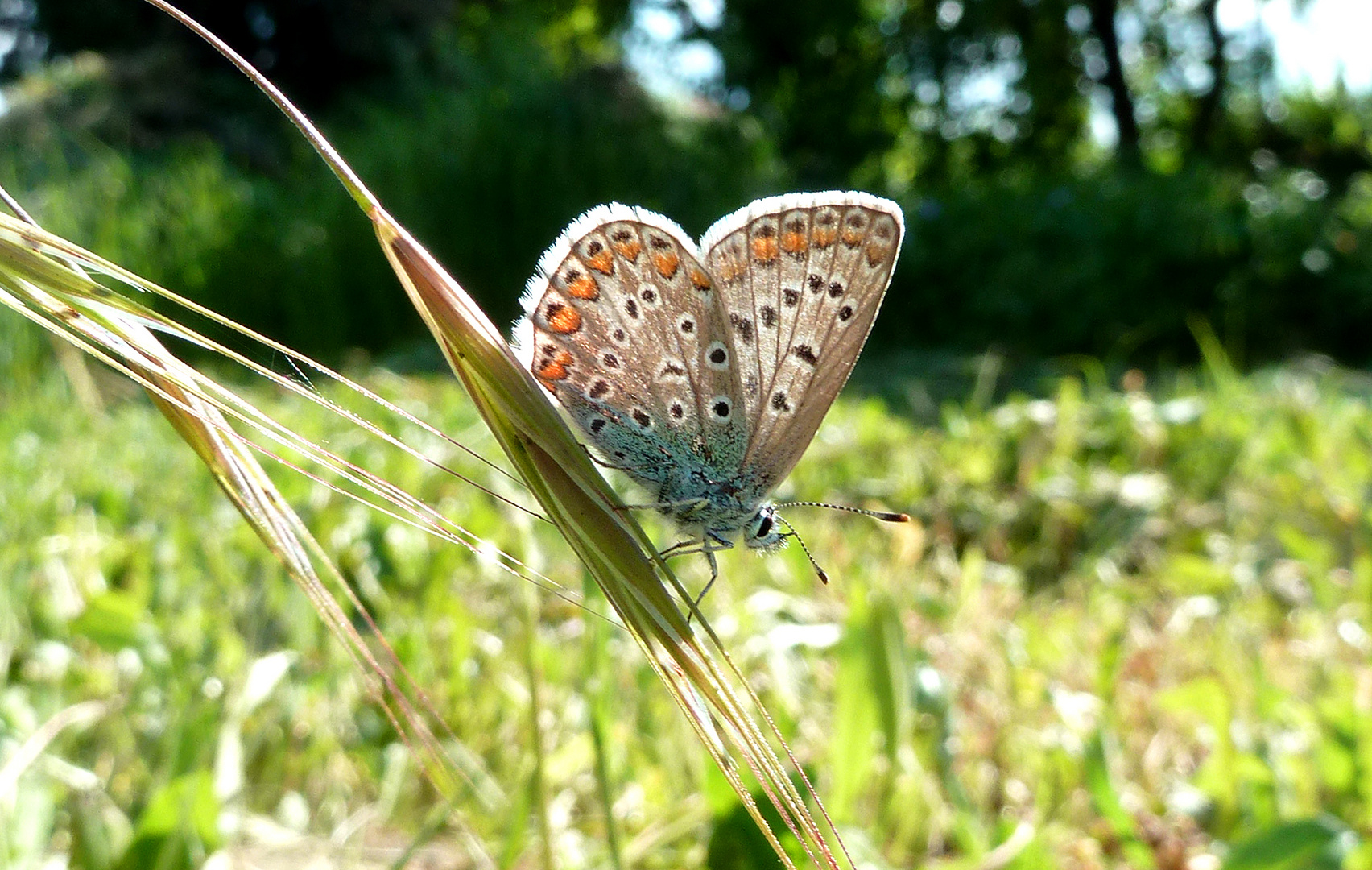 Azuré Bleu Nacré