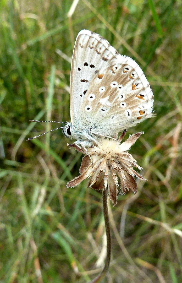 Azuré bleu nacré d'Espagne