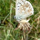 Azuré bleu nacré d'Espagne