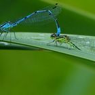 Azure Damselflies