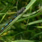 Azure Damselfly