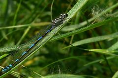 Azure Damselfly