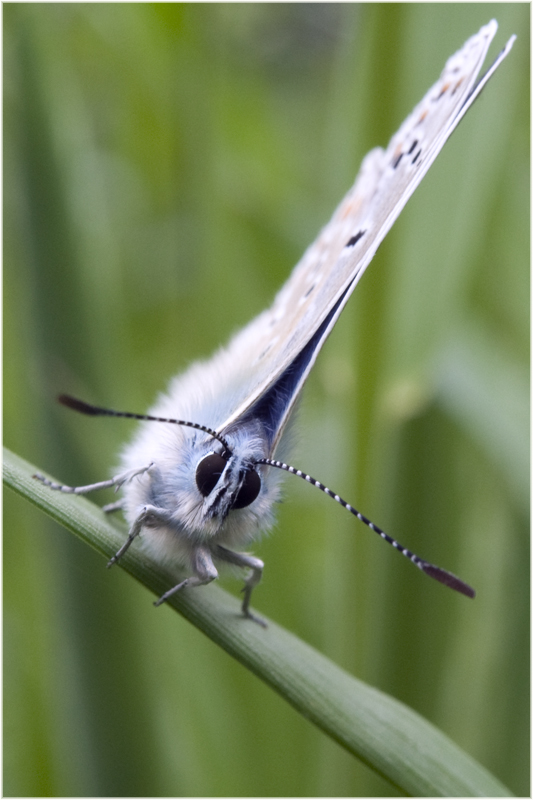 Azuré de la Bugrane mâle 1 (Polyommatus icarus)