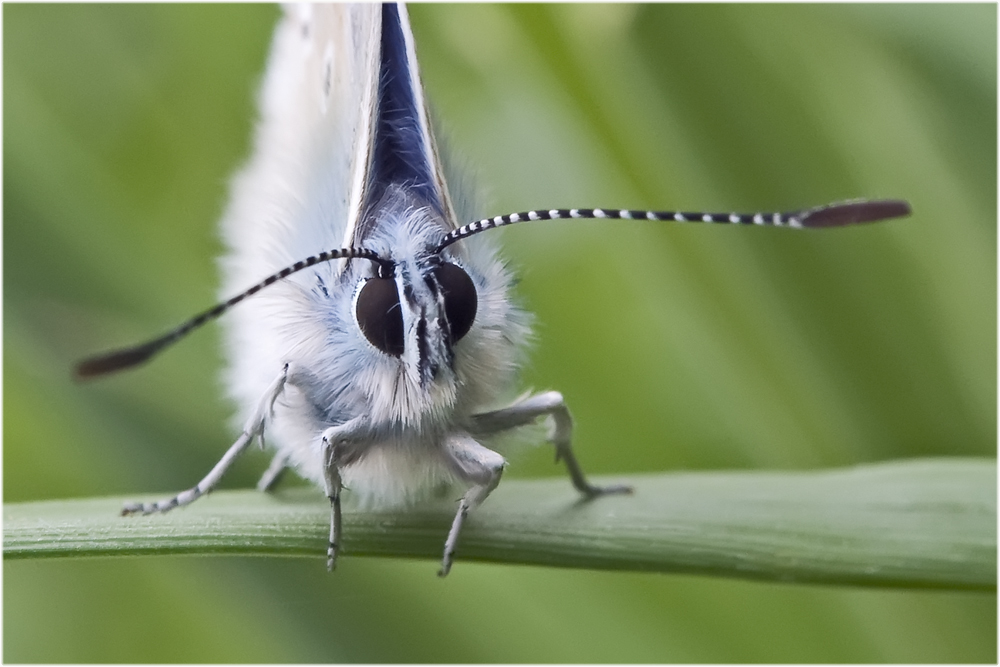 Azuré de la Bugrane mâle 2 (Polyommatus icarus)