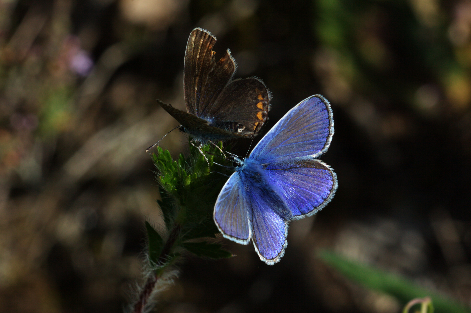 Azuré des anthyllides