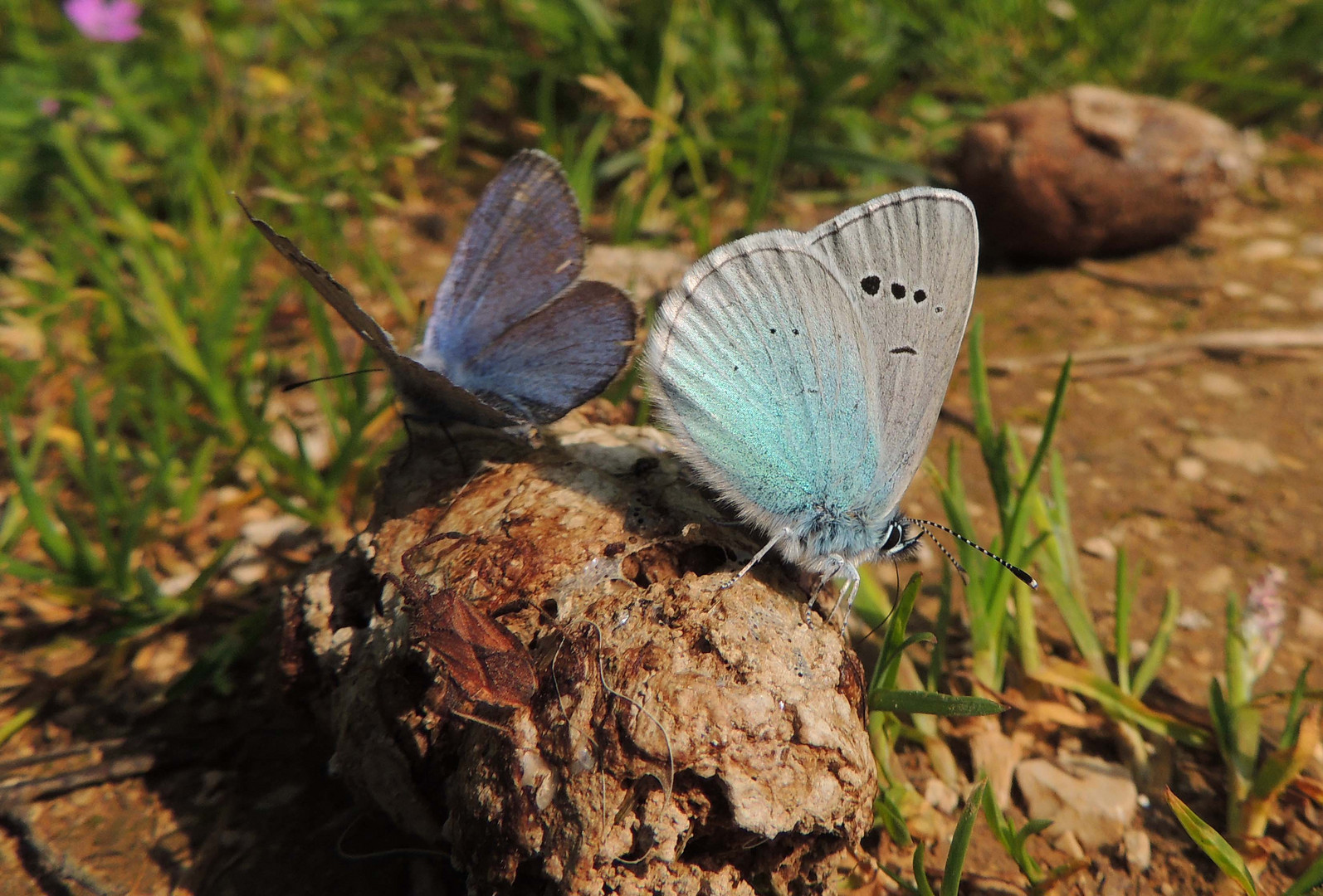 Azuré des cytises (Glaucopsyche alexis)