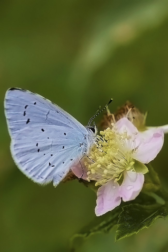 Azuré des Nerpruns-Celastrina argiolus