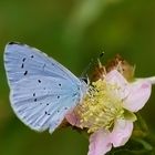 Azuré des Nerpruns-Celastrina argiolus