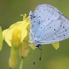 Azuré des nerpruns - Holly Blue