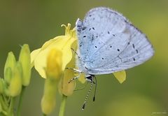 Azuré des nerpruns - Holly Blue