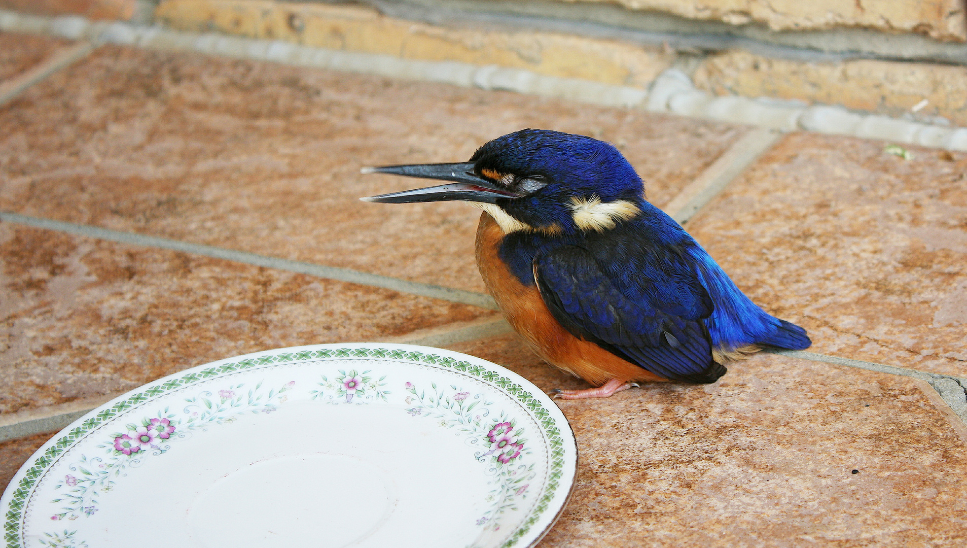 Azure Kingfisher