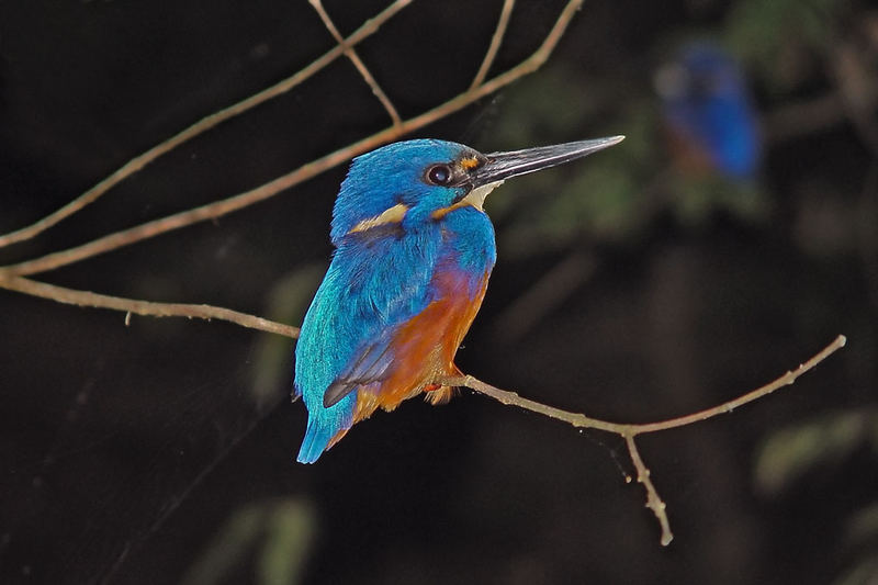 Azure Kingfisher