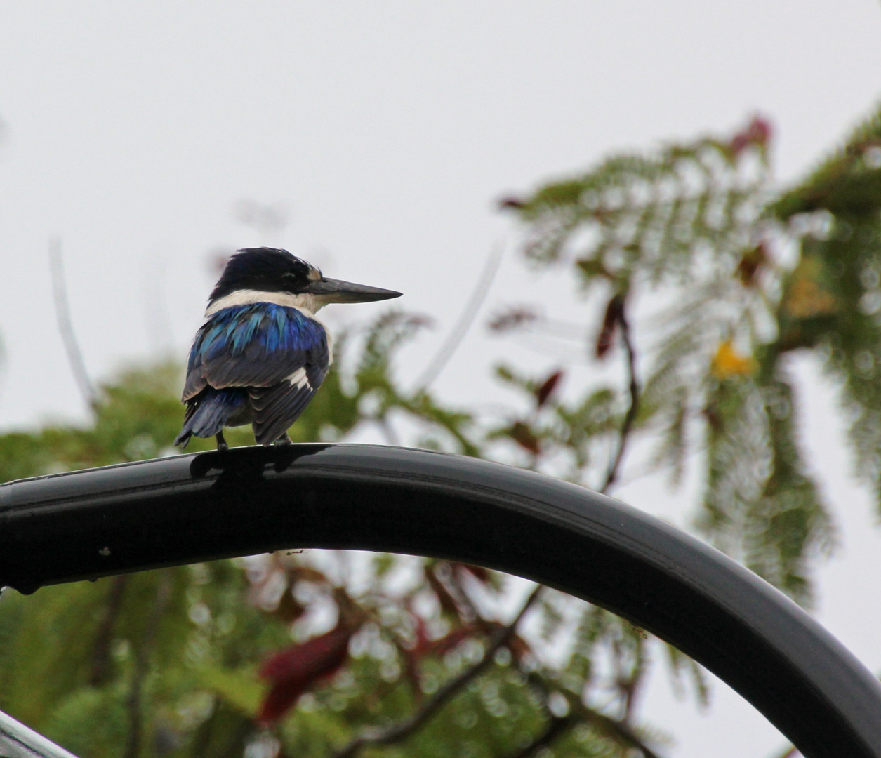 Azure Kingfisher