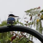 Azure Kingfisher