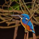 Azure Kingfisher Mug Shot