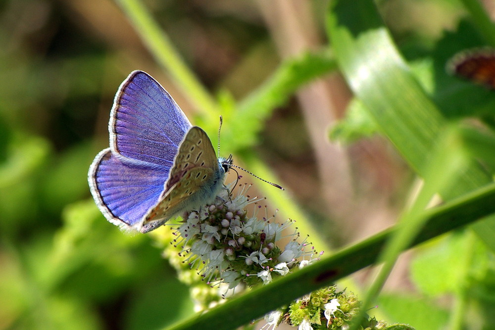 Azuré Mignon !