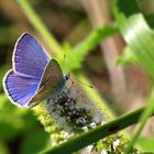 Azuré Mignon !