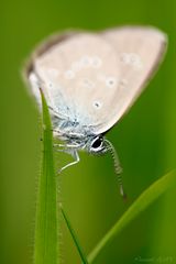 Azuré sur Tapis Vert