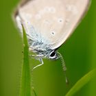 Azuré sur Tapis Vert