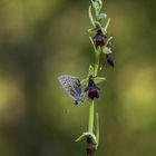 Azuré sur une Mouche