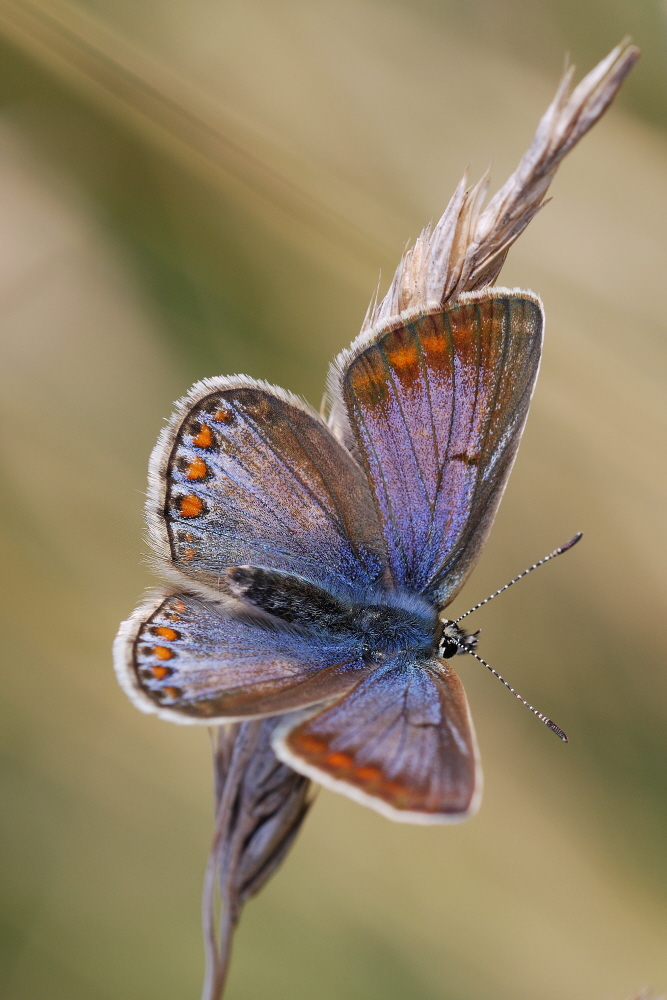 Azuré violet