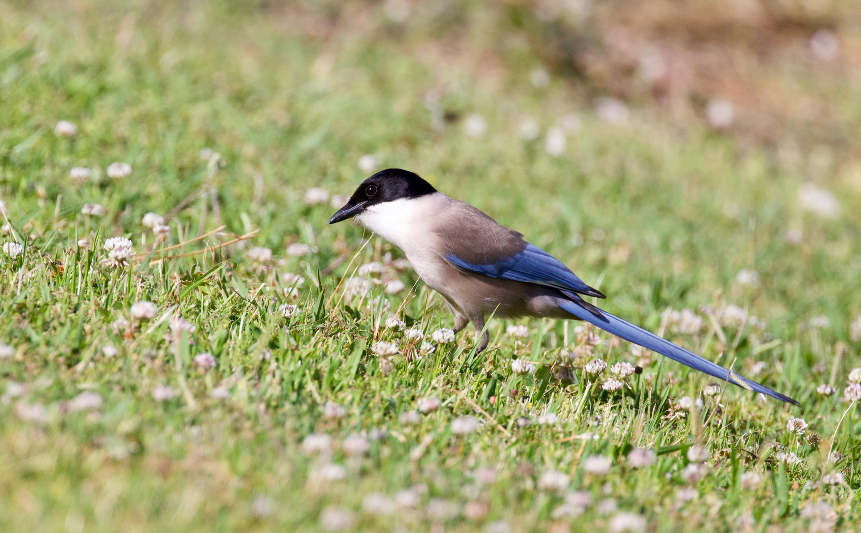 Azure Winged Magpie