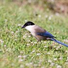 Azure Winged Magpie