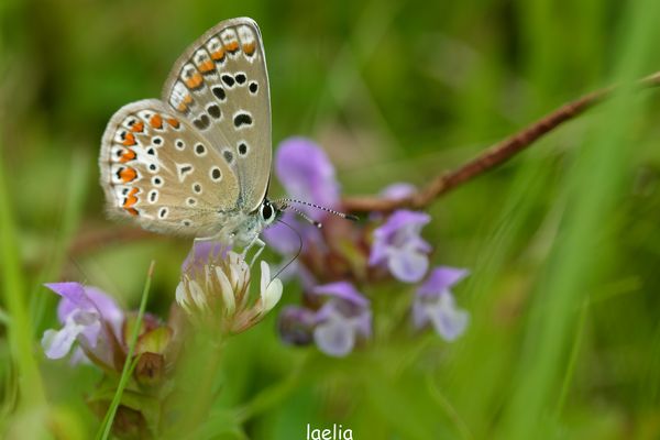 AZUREE COMMUN DI PETIT BLEUE famille lycaenidae