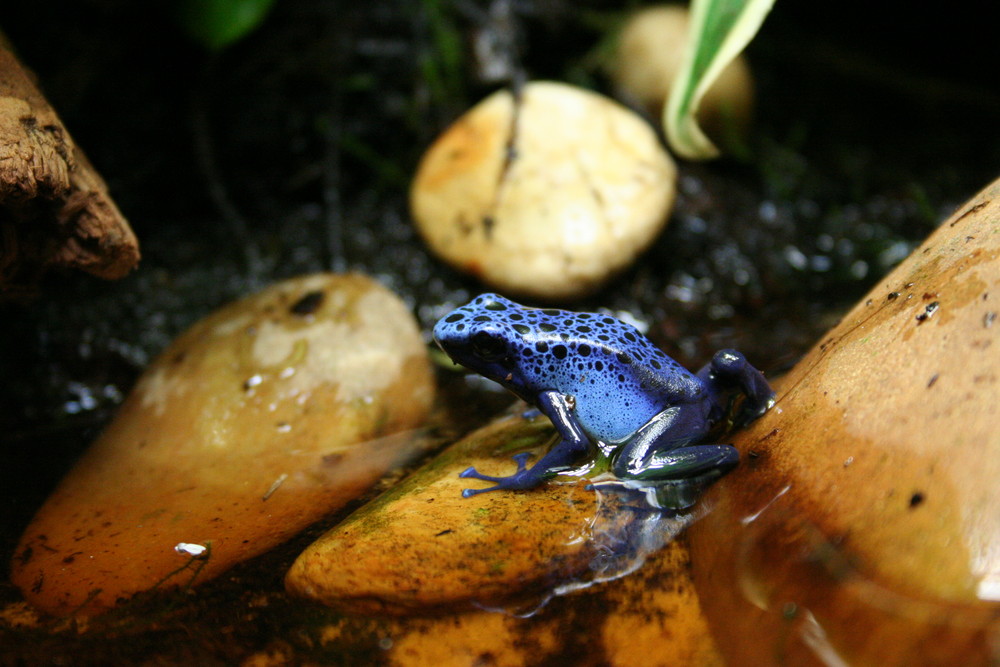 Azureus im Bachlauf