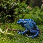 Azureus Pfeilgiftfrosch