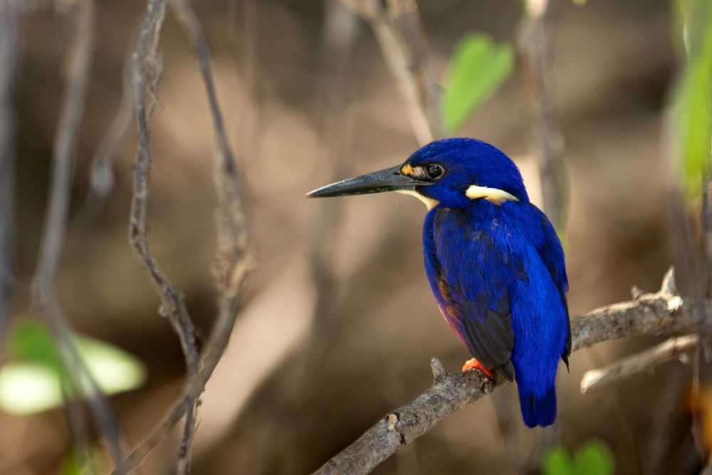 Azurfischer - Ceyx azureus