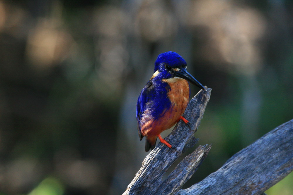 Azurfisher auf der Lauer