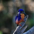 Azurfisher auf der Lauer