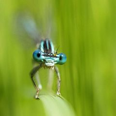 Azurjüngferchen oder: Baby got blue eyes