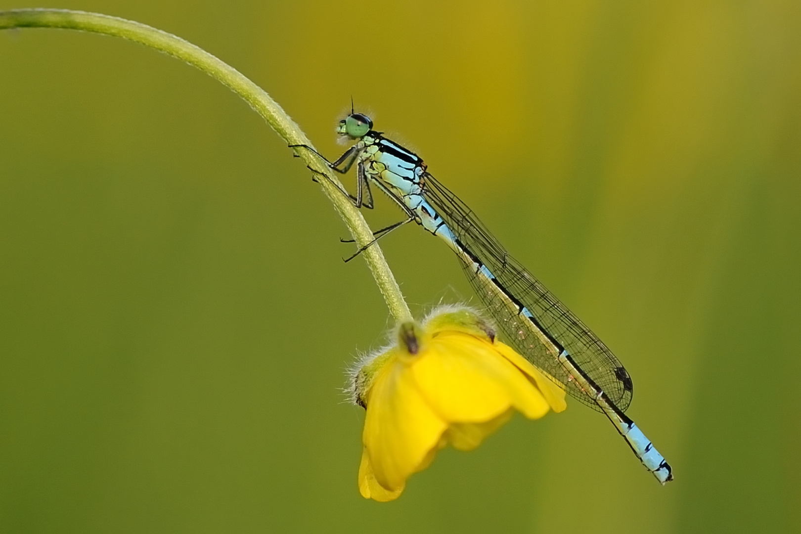 Azurjungfer