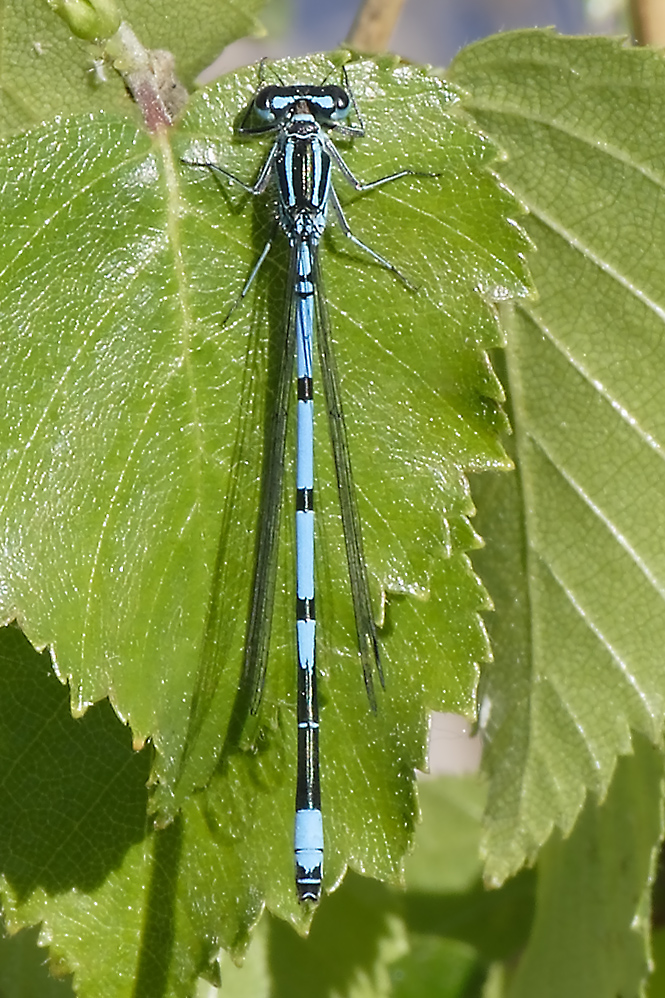 Azurjungfer