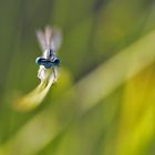 Azurjungfer am Grashalm