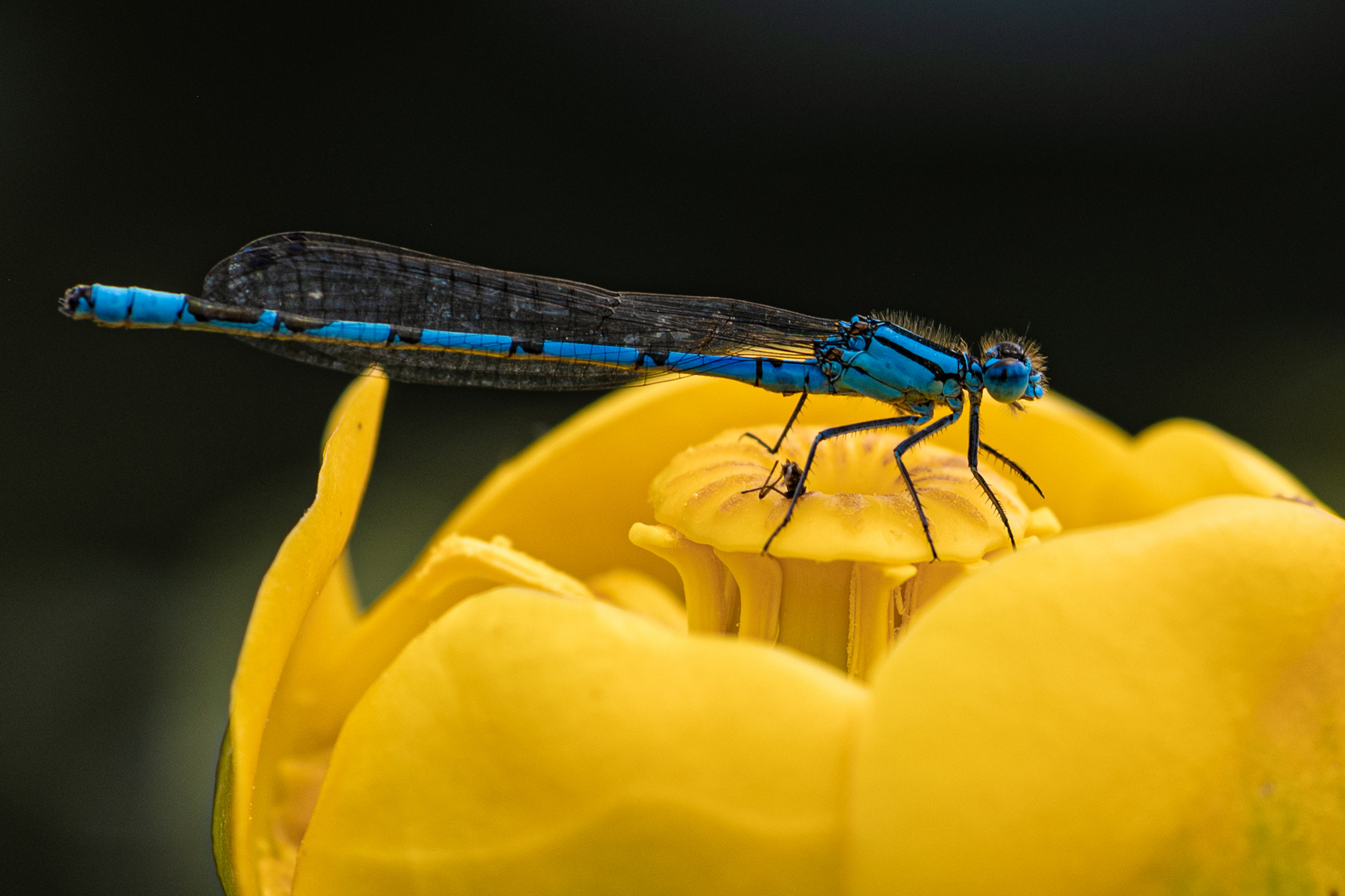 Azurjungfer auf Seerosenblüte