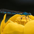 Azurjungfer auf Seerosenblüte