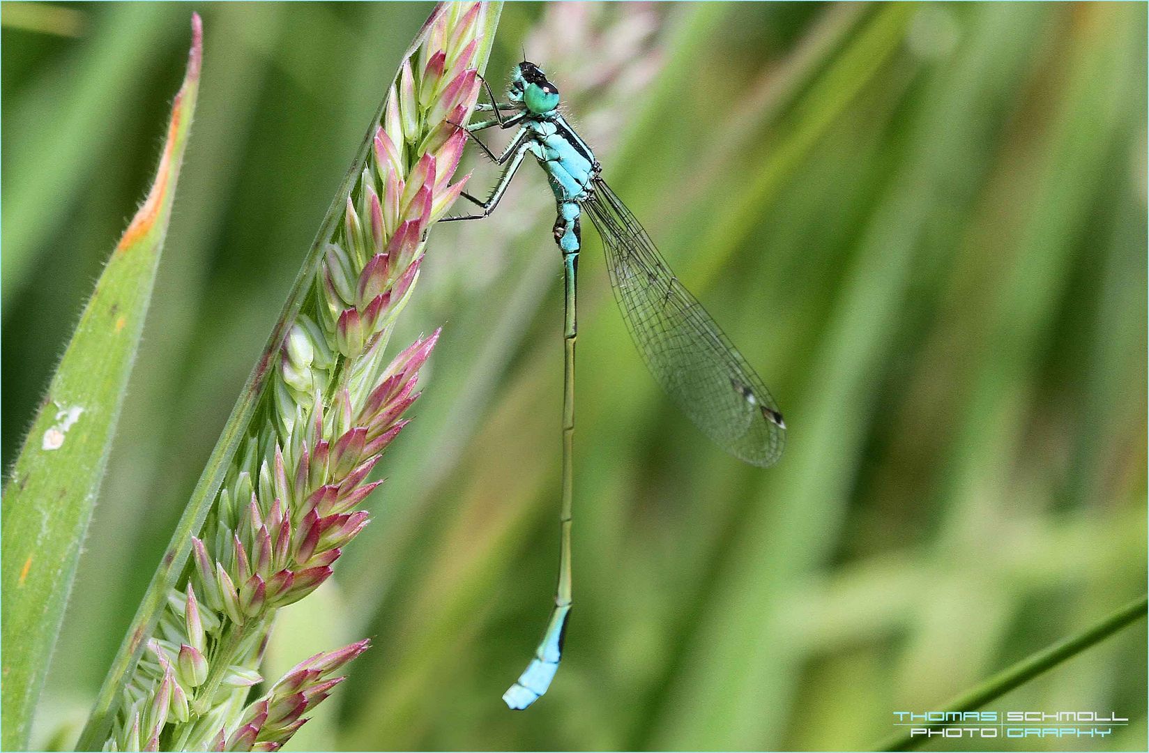 Azurjungfer (Coenagrion)