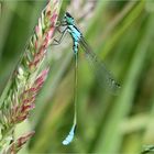 Azurjungfer (Coenagrion)