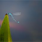 Azurjungfer (Coenagrion)