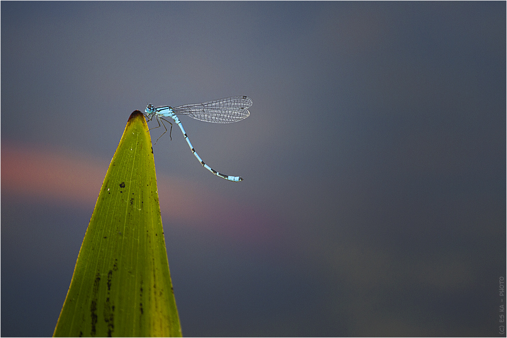 Azurjungfer (Coenagrion)