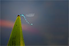 Azurjungfer (Coenagrion)