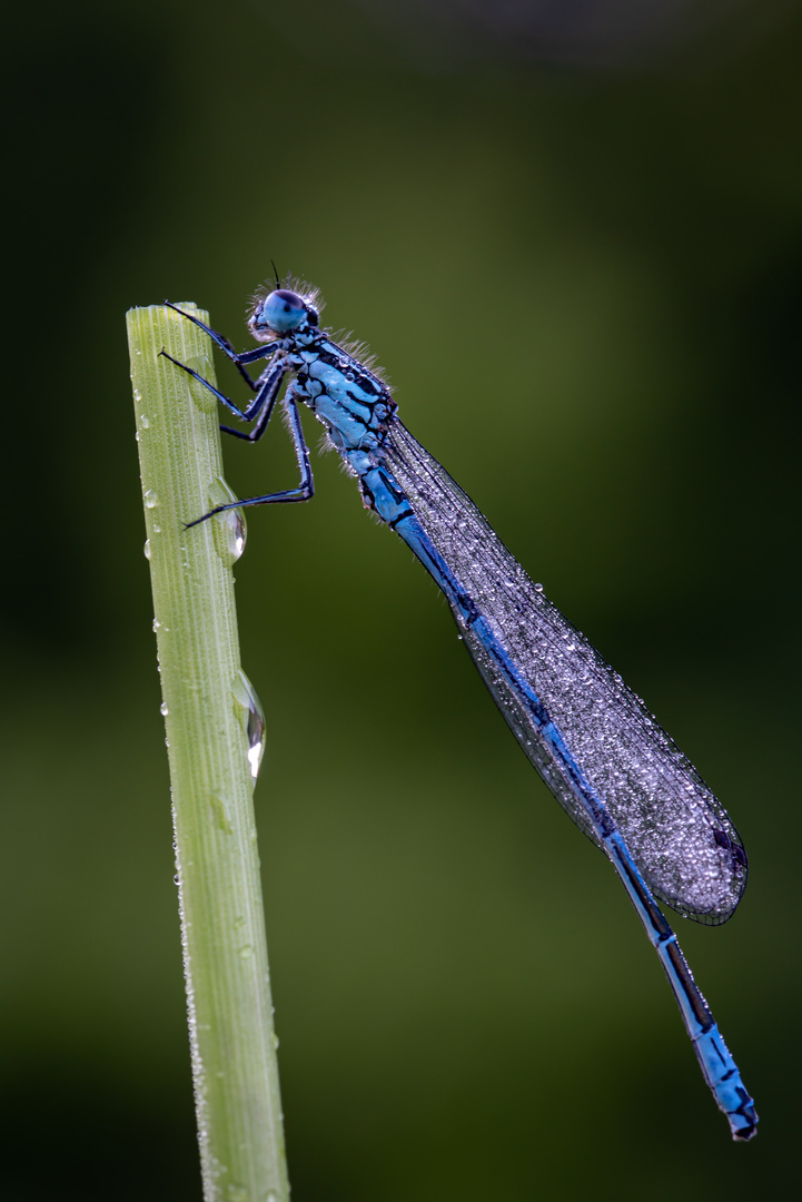 Azurjungfer (Coenagrion)