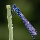 Azurjungfer (Coenagrion)